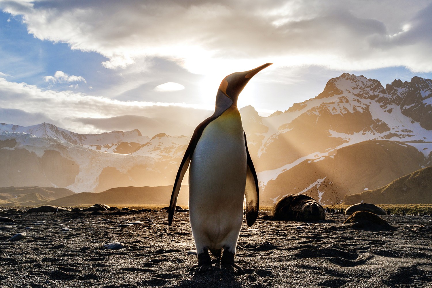 5 perguntas que você deve fazer antes de fazer um cruzeiro pela Antártica 